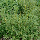 Dwarf False Indigo